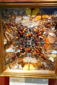 Insect display - Swedish Museum of Natural History - Stockholm, Sweden - DSC00608
