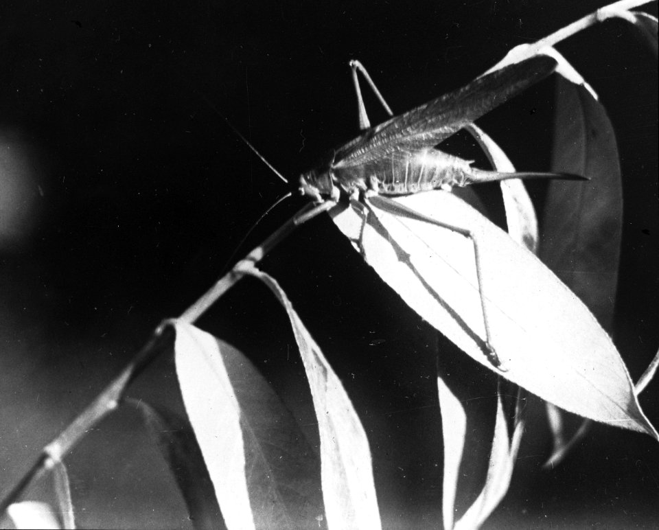 Insecten, beschadigingen, groene sabelsprinkhaan, Bestanddeelnr 193-0972