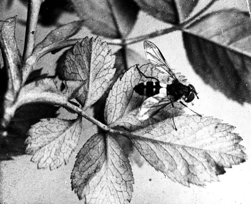 Insecten , zweefvlieg, Bestanddeelnr 193-0244