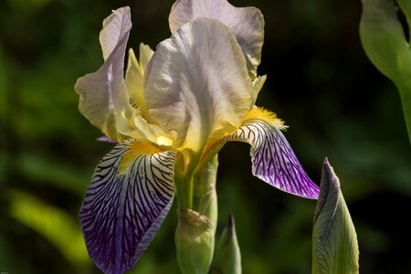 Garden beautiful iridaceae