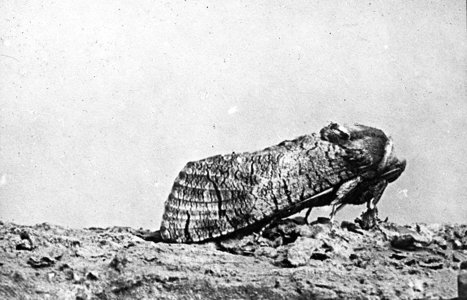 Insecten, rode wilgenhoutrups, zittende vlinder, Bestanddeelnr 193-0173
