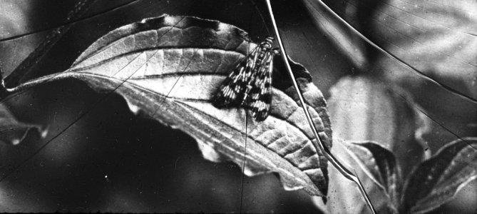 Insecten , schorpioenvlieg (panorpa), Bestanddeelnr 193-0252