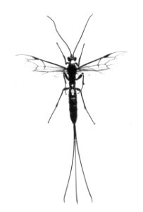 Insecten , sluipwesp, Bestanddeelnr 193-0224