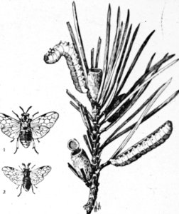 Insecten , dennenbladwesp, wesp, cocon, bastaardrups, Bestanddeelnr 193-0227