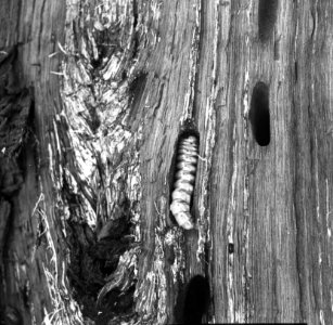Insecten , eikenboktor, Bestanddeelnr 193-0169