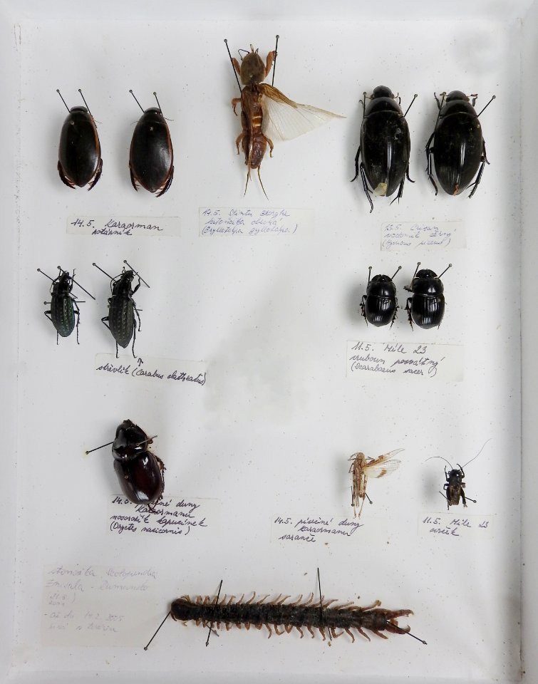 Insecta - collection 09 (Coleoptera, Gryllotalpa)