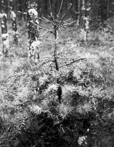 Insecten , gestreepte dennenrups, Bestanddeelnr 193-0200