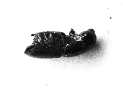 Insecten , iepenspintkever, Bestanddeelnr 193-0147
