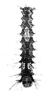 Insecten , nonvlinder, Bestanddeelnr 193-0189