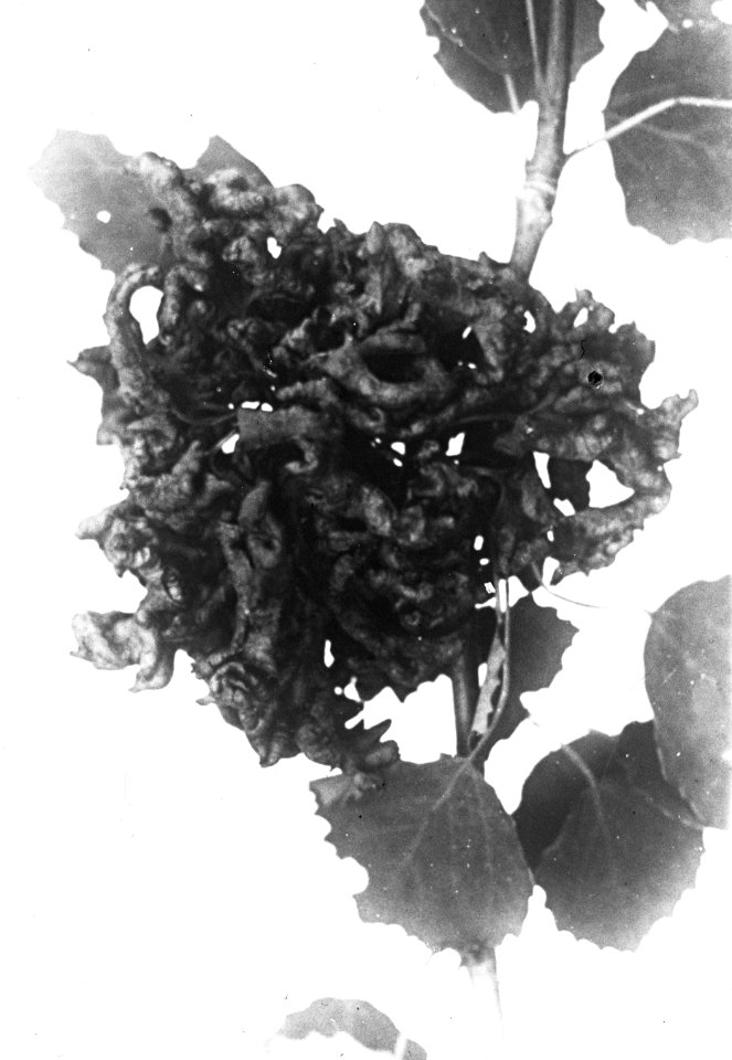 Insecten , eriophyes dispas, Bestanddeelnr 193-0261