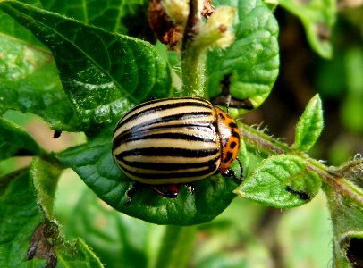 Insecte sur une feuille