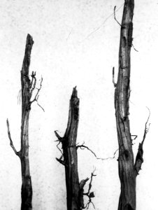 Insecten, beschadigingen, larvengangen, dennenwortels, Bestanddeelnr 193-1030