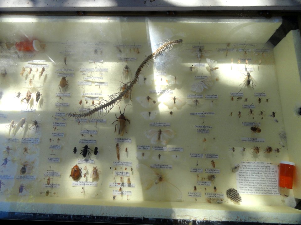 Insects - Museum - Garland Ranch Regional Park - DSC06886