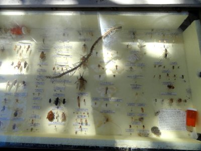 Insects - Museum - Garland Ranch Regional Park - DSC06886