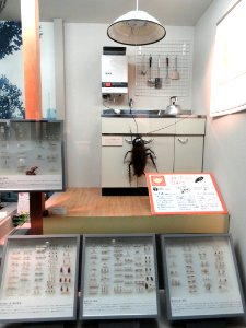 Insects - Osaka Museum of Natural History - DSC07712