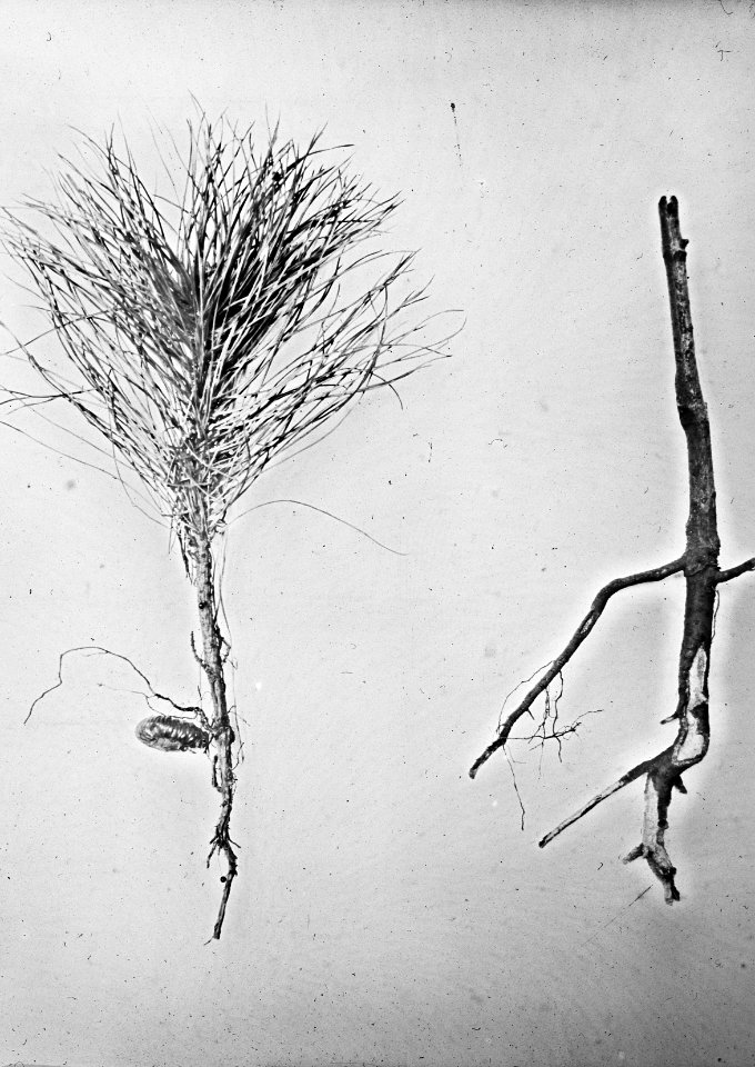 Insecten, beschadigingen, den, beuk, Bestanddeelnr 193-0130