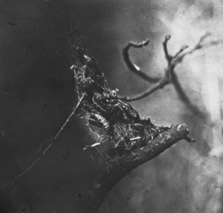 Insecten, beschadigingen, ocneria dispar, Bestanddeelnr 194-0546