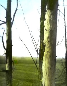 Insecten, beschadigingen, iepenspintkever, Bestanddeelnr 194-0449