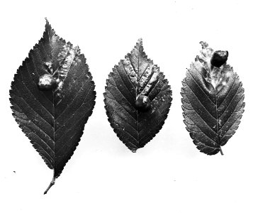 Insecten, beschadigingen, iepenbladgal (tetraneura ulmi), Bestanddeelnr 193-0256