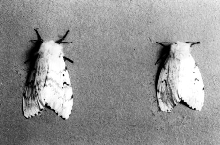 Insecten, beschadigingen, plakker of stamuil, Bestanddeelnr 194-0608