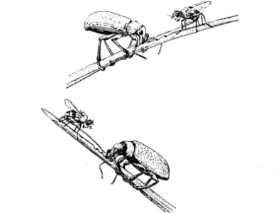 Insecten, beschadigingen, parasietvlieg, prondania dimidiata, brachyderes incana, Bestanddeelnr 194-0522