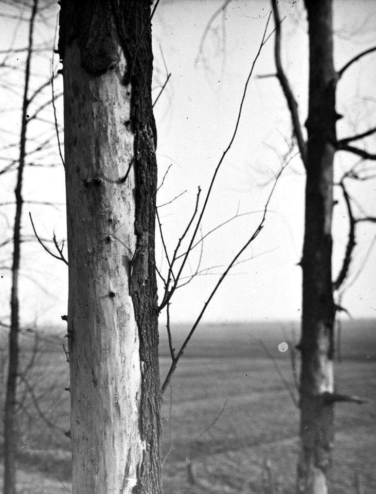 Insecten, gangen, beschadigingen, bomen, iepenspintkever, Bestanddeelnr 193-0153