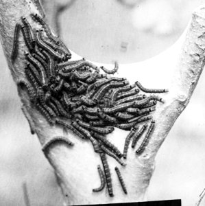 Insecten, nesten, ringelspinner, rupsen, Bestanddeelnr 193-0199