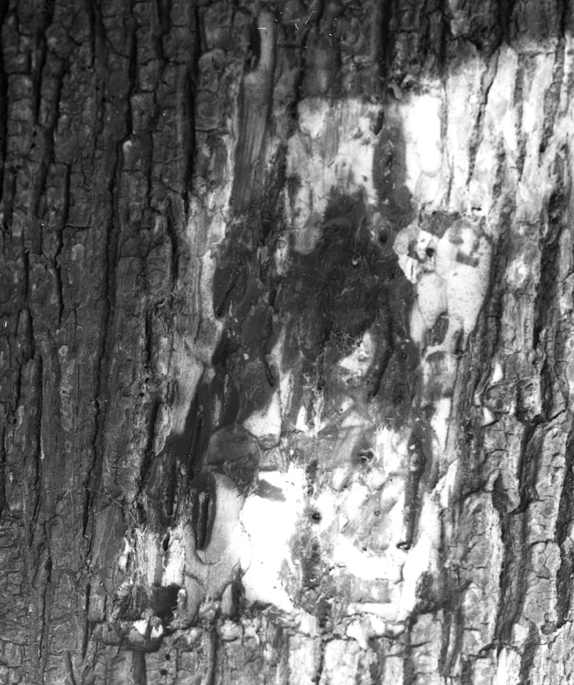 Insecten, gangen, beschadigingen, bomen, iepenspintkever, Bestanddeelnr 193-0157