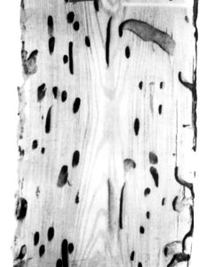Insecten, beschadigingen, eikenbok, cerambyx cerdo l, Bestanddeelnr 194-0733