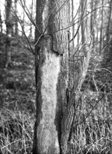 Insecten, gangen, beschadigingen, bomen, iepenspintkever, Bestanddeelnr 193-0155