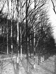 Insecten, gangen, beschadigingen, bomen, iepenspintkever, Bestanddeelnr 193-0156