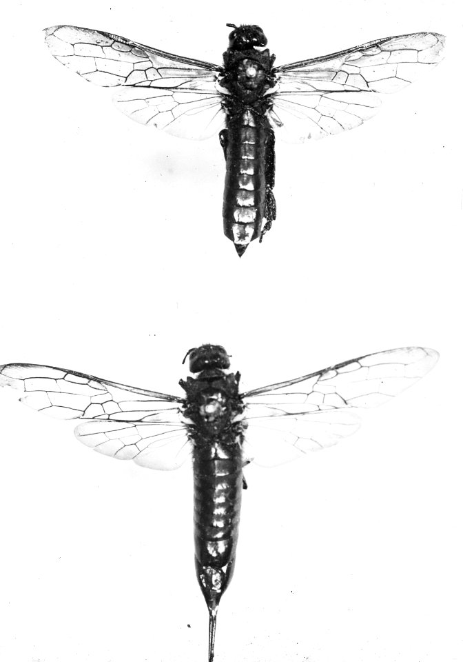 Insecten , sirex jevencus, Bestanddeelnr 193-0241