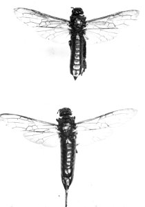 Insecten , sirex jevencus, Bestanddeelnr 193-0241