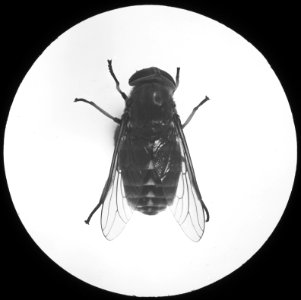 Insecten , runderdaas, Bestanddeelnr 193-0265