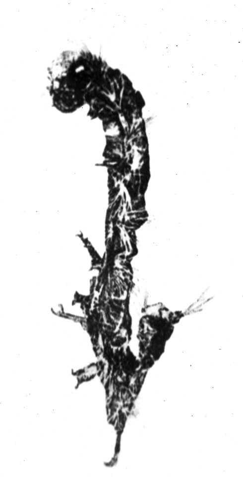 Insecten , nonvlinder, Bestanddeelnr 193-0197