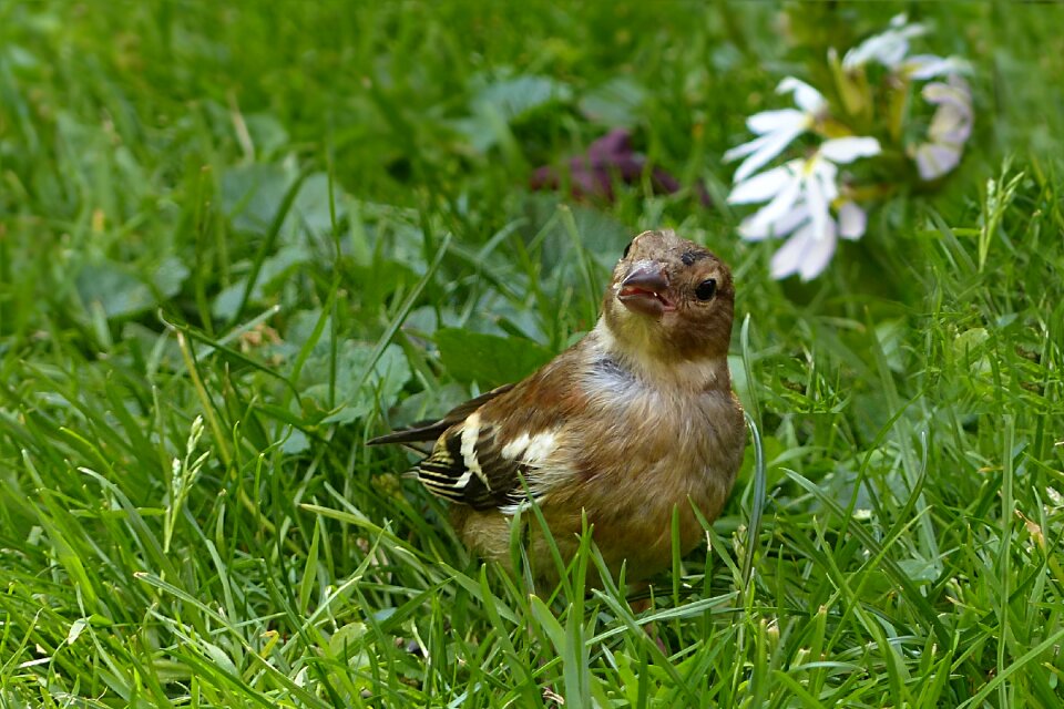 Fringilla coelebs young foraging