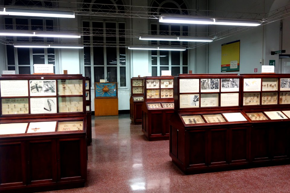 Insect room - Museo Civico di Storia Naturale Giacomo Doria - Genoa, Italy - DSC03214