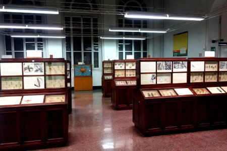 Insect room - Museo Civico di Storia Naturale Giacomo Doria - Genoa, Italy - DSC03214
