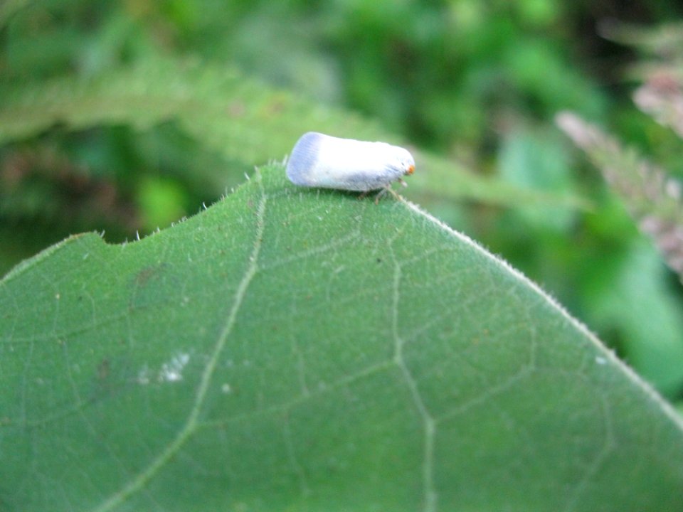 Insect near Sabalito Costa Rica31