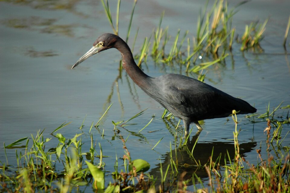 Bird south america venezuela