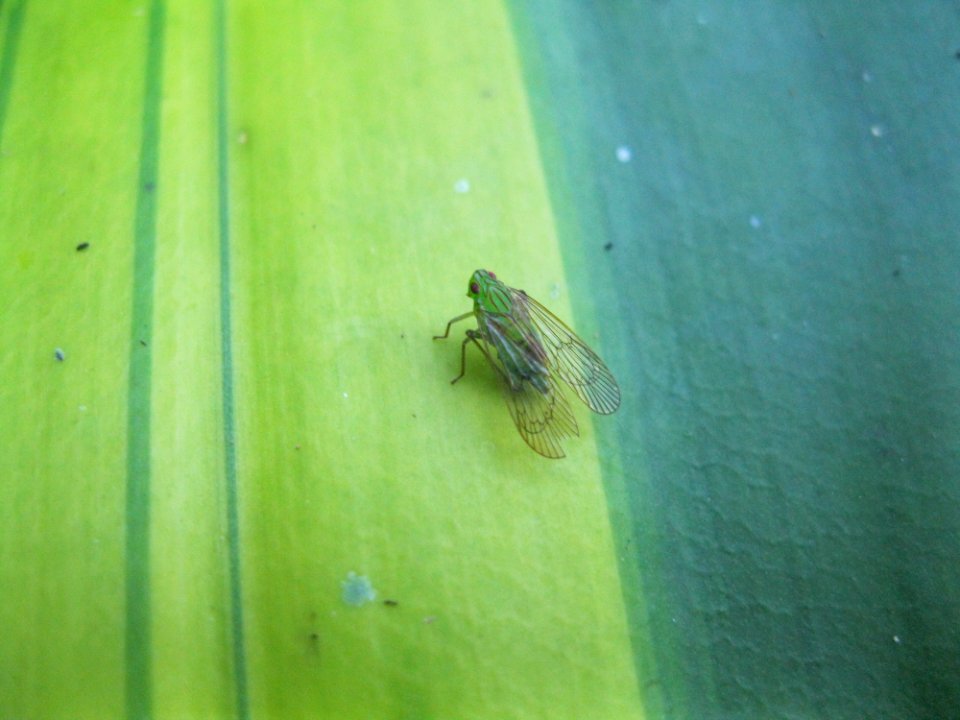 Insect near Sabalito Costa Rica30