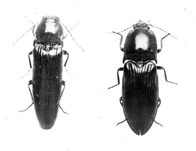 Insecten , kniptor (elater), Bestanddeelnr 193-0133