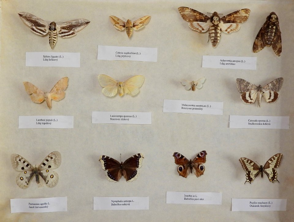 Insecta - collection 08 (Lepidoptera)
