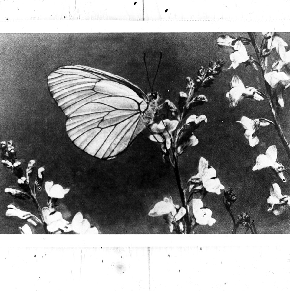 Insecten , groot geaderd witje, Bestanddeelnr 193-0207