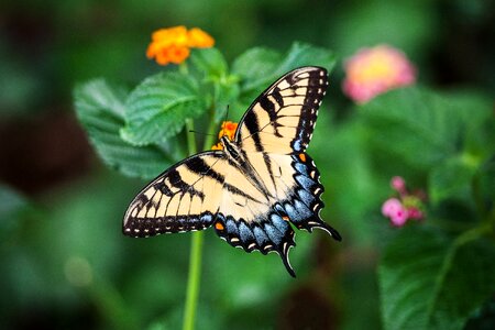 Wings spring insect