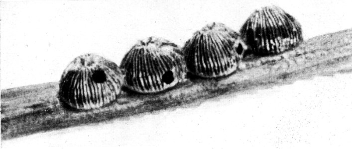 Insecten , gestreepte dennenrups, trichogramma, Bestanddeelnr 193-0206
