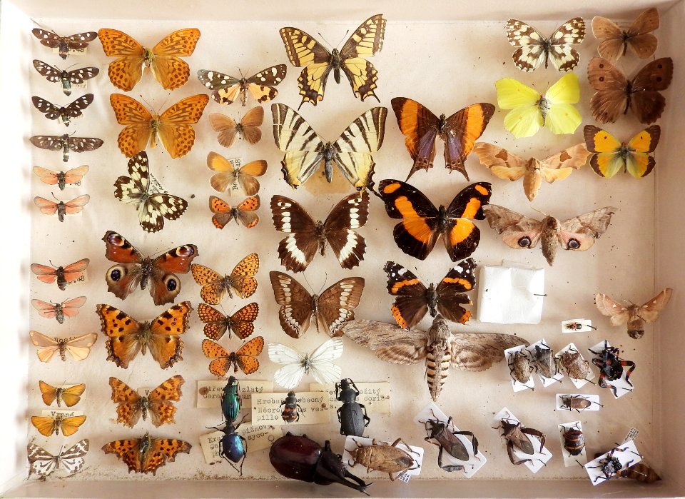 Insecta - collection 07 (Lepidoptera, Coleotera, Heteroptera)