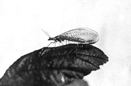 Insecten , gaasvlieg (chrysopa), Bestanddeelnr 193-0251