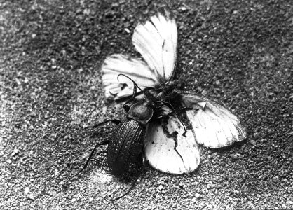 Insecten , loopkever (carabus cancellatus), Bestanddeelnr 193-0131