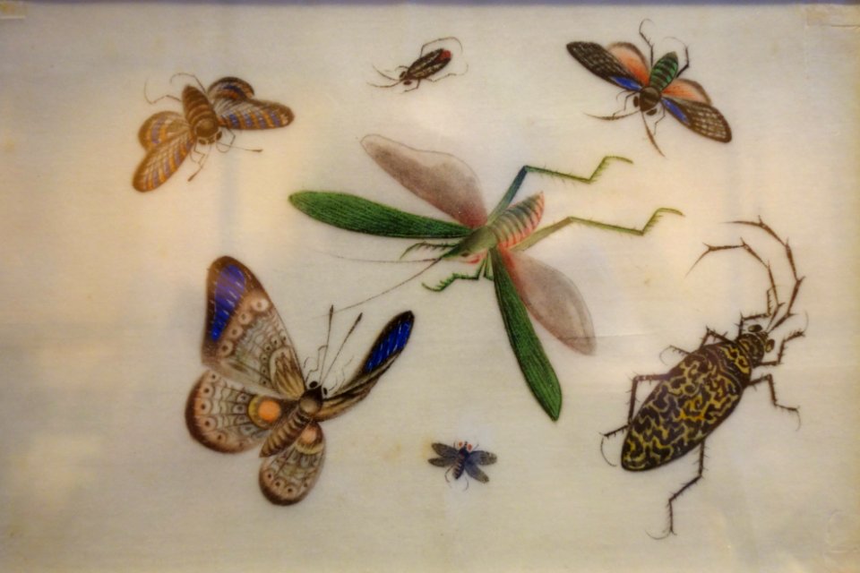 Insects, China, on Tetrapanax papyrifer paper - Robert C. Williams Paper Museum - DSC00386